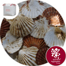Sea Shells - Scallop Cups and Flats